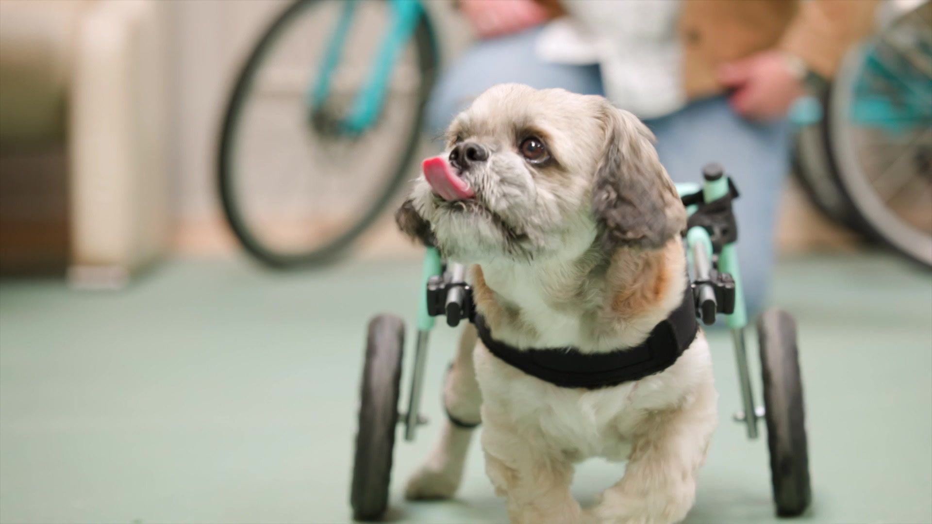 Wheely good dog