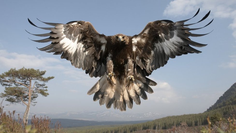 Dozens of birds of prey 'illegally shot, poisoned or trapped' in