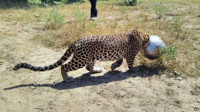 Leopard wreaks havoc in school in India - BBC News