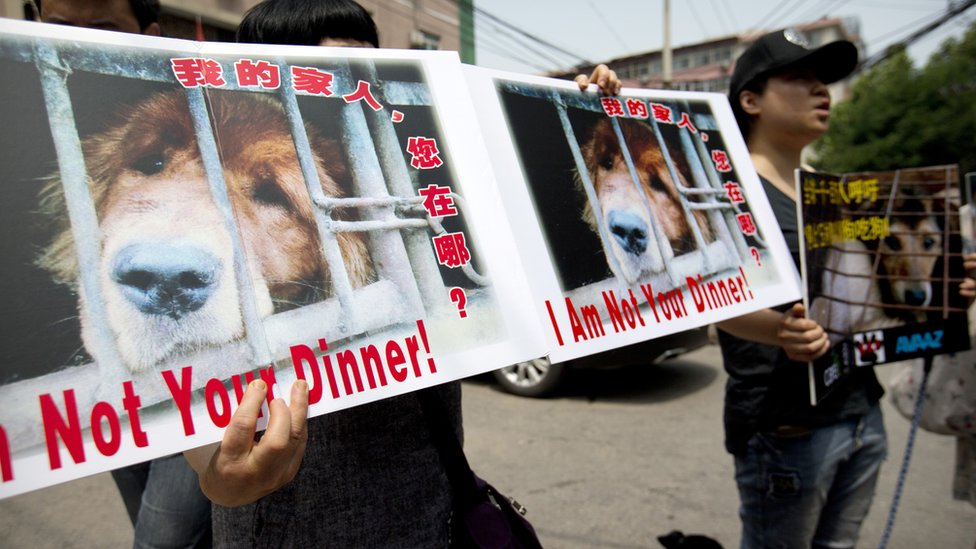 Yulin dog meat festival begins in China amid widespread criticism BBC