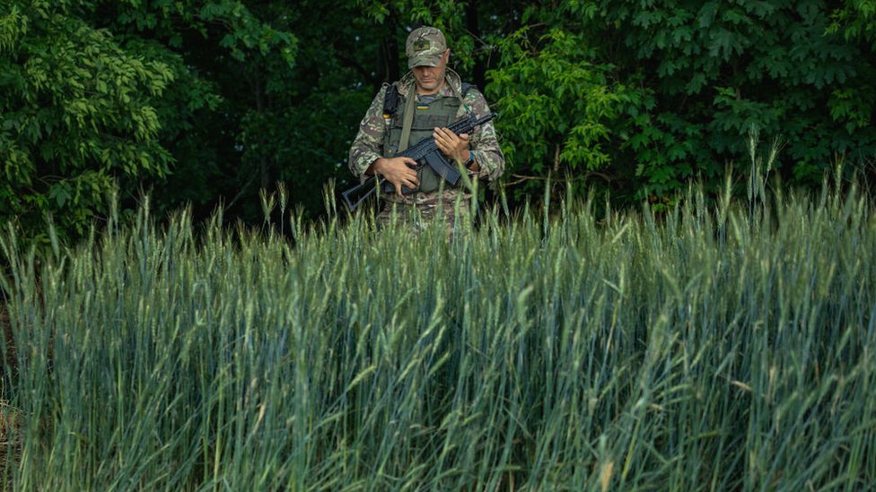 Un soldado ucraniano en su posición rodeado de plantas de trigo cerca del frente.
