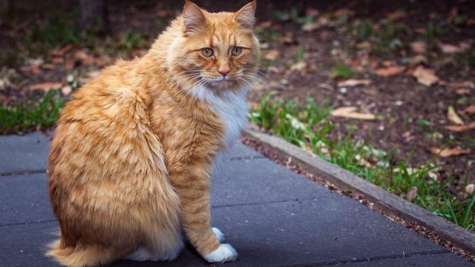 It's official: Cats are killers, Science