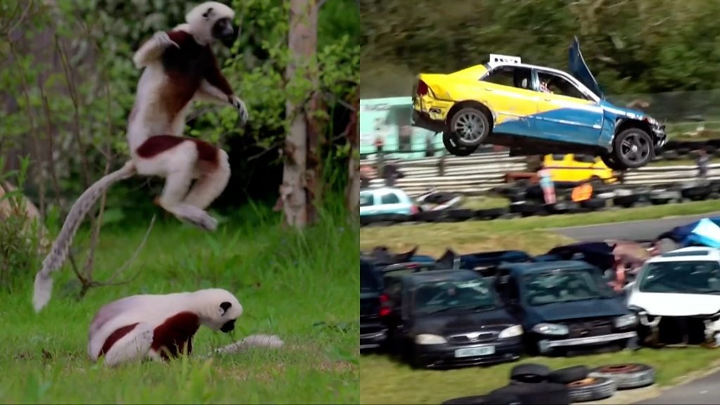 ICYMI: Dancing lemurs and car jumping championships