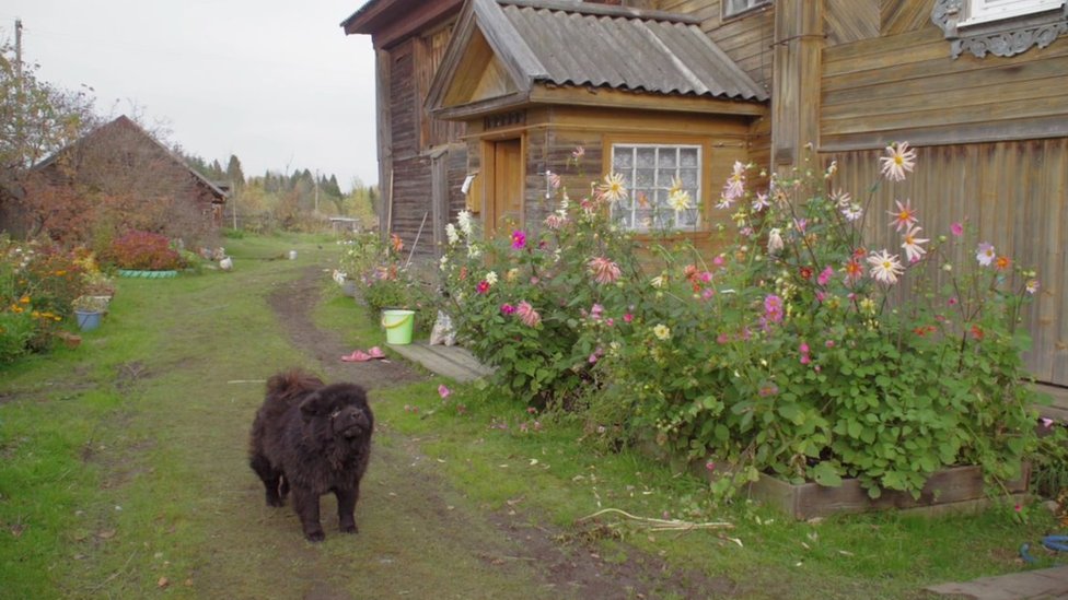 Rus kasabasında bahçede duran bir köpek.