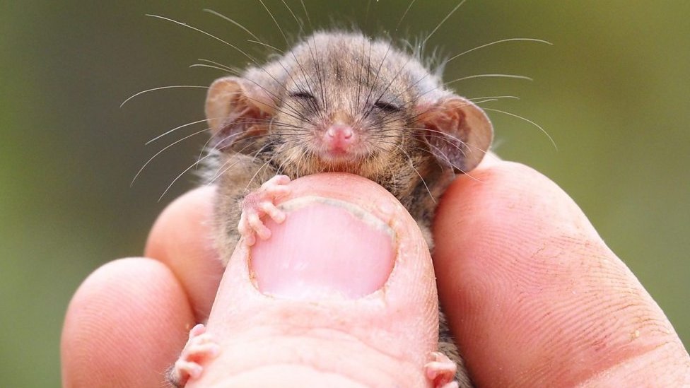 Little pygmy possum found on Australian island for first time since fires