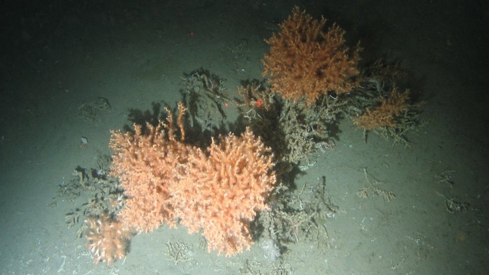 Кораллы холодной воды в Дарвин-Маундс