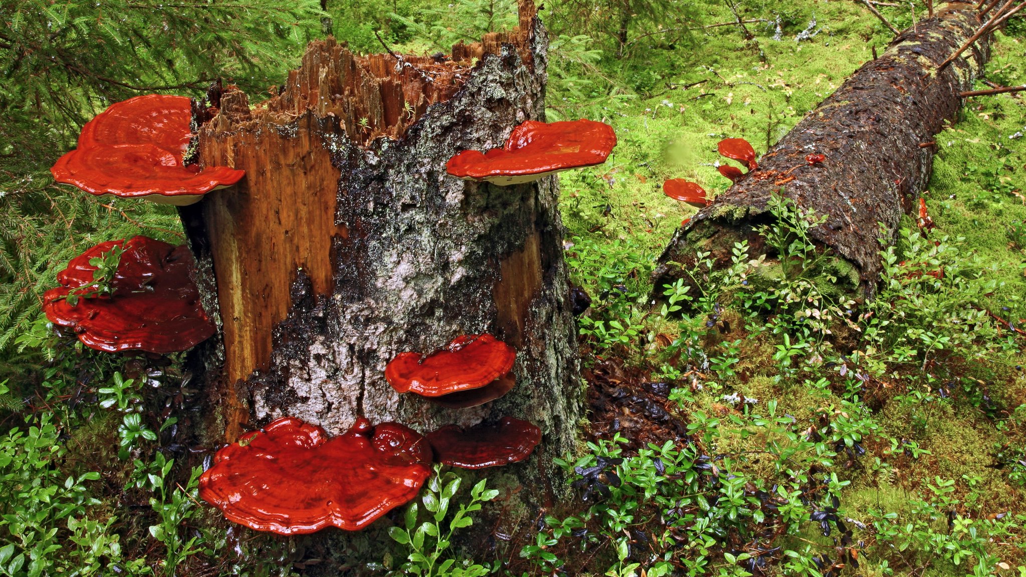 Mushroom used in Chinese medicine slows weight gain BBC News