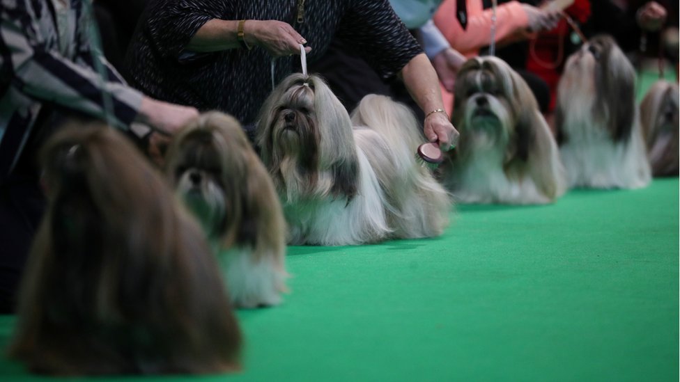 bbc crufts 2019