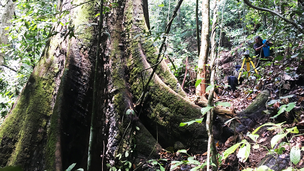 Base del tronco de Menara