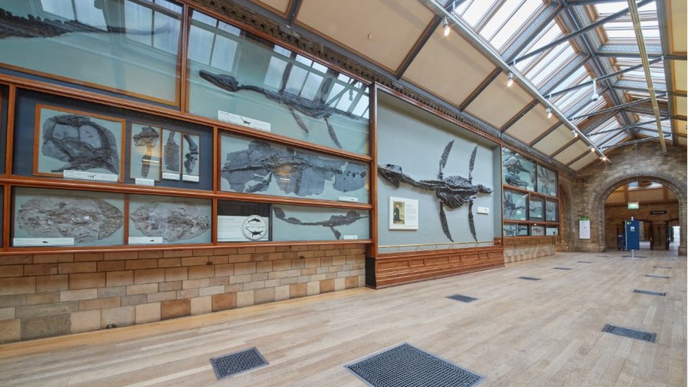 Галерея Fossil Way в Музее естествознания
