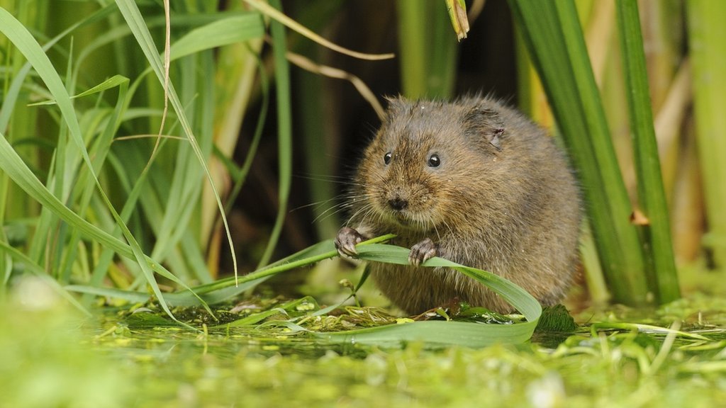 Invasive mink eradicated from parts of England by using scented