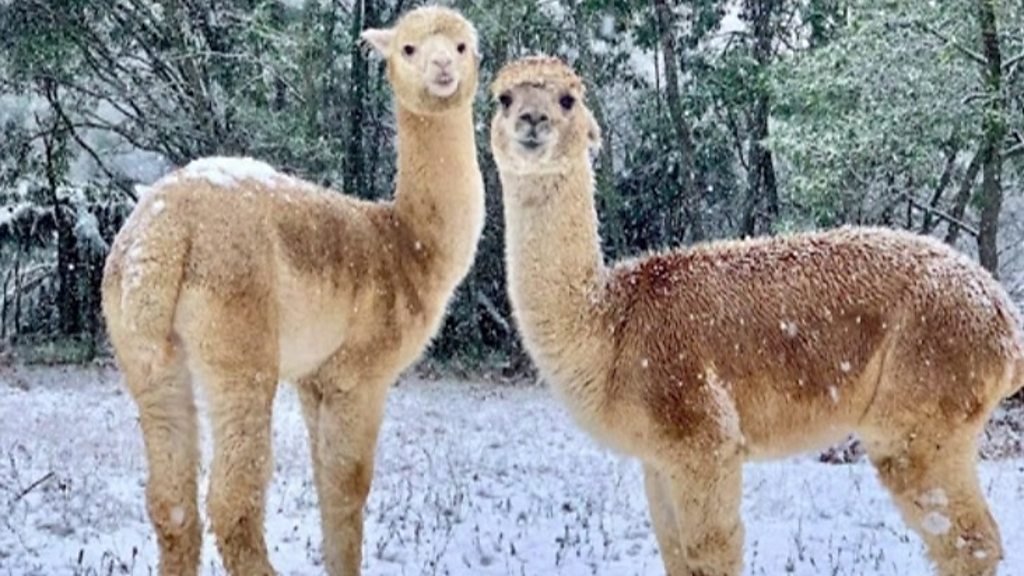 Australia: New South Wales and Victoria face coldest weather in decades