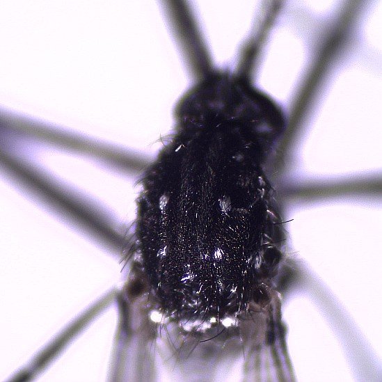 Tórax de un mosquito Ae. vittatus con manchas blancas