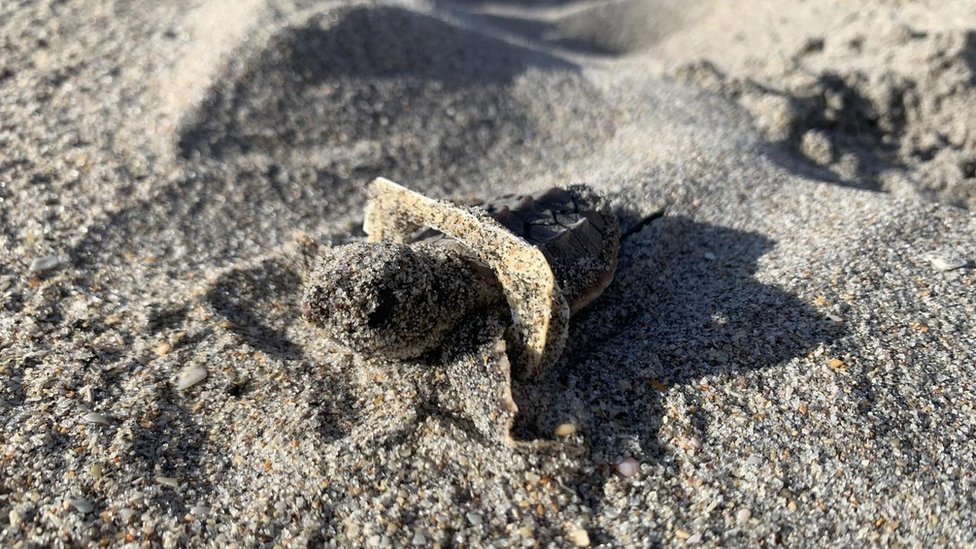 A baby sea turtle stuck in plastic in Florida
