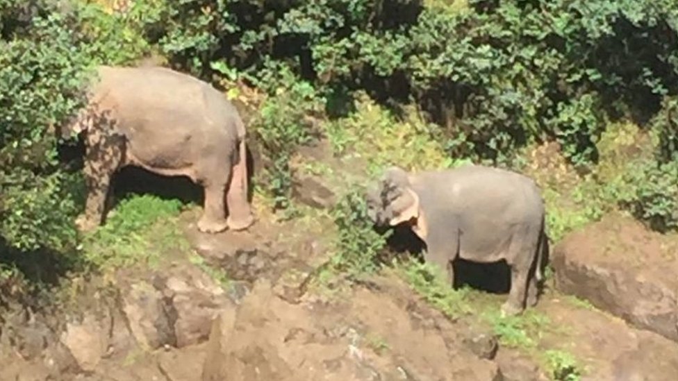 Два слона стоят на краю обрыва возле водопада