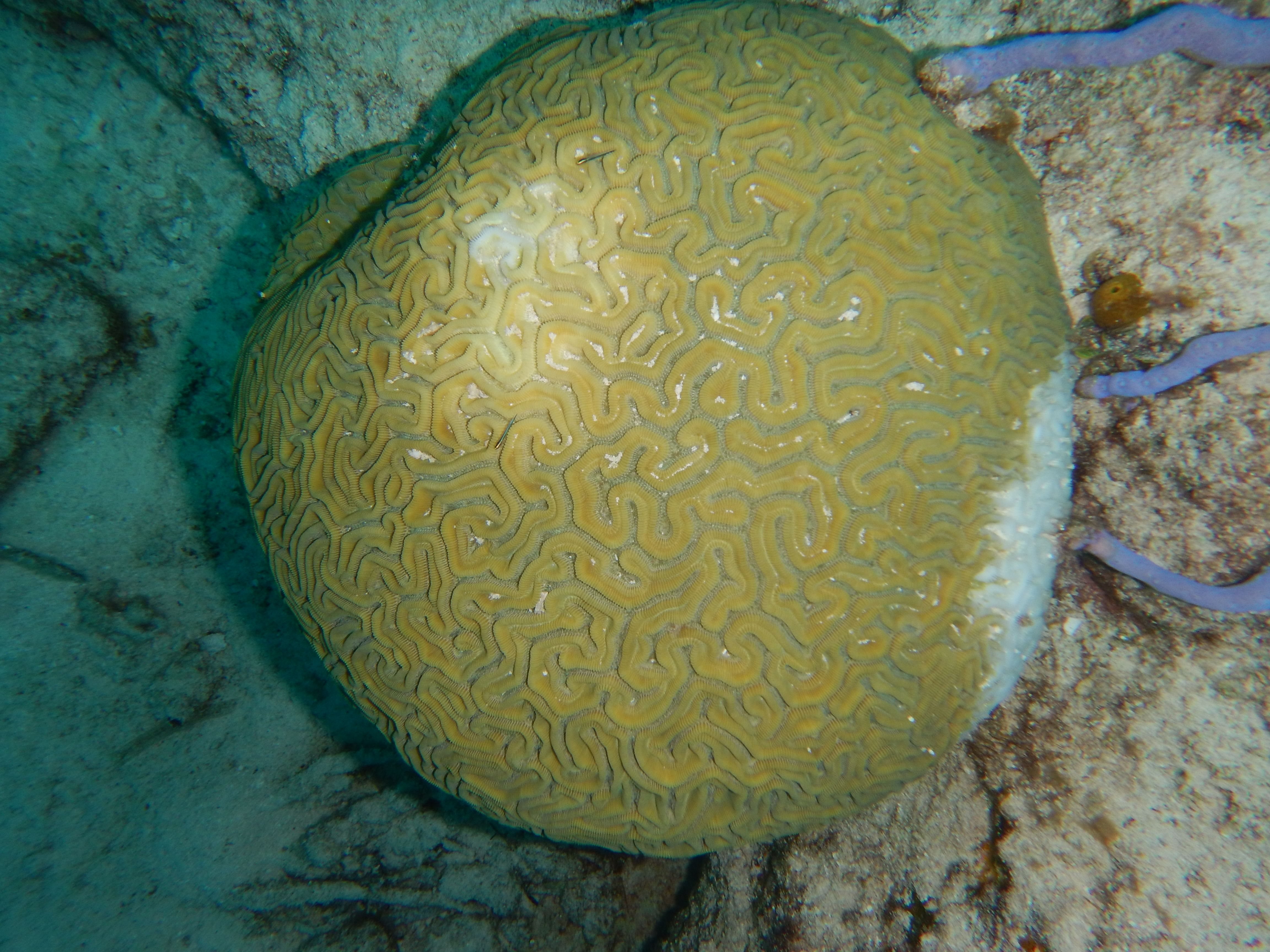 Недавно зараженный мозговой коралл Вест-Кайкос Май 2019 г.