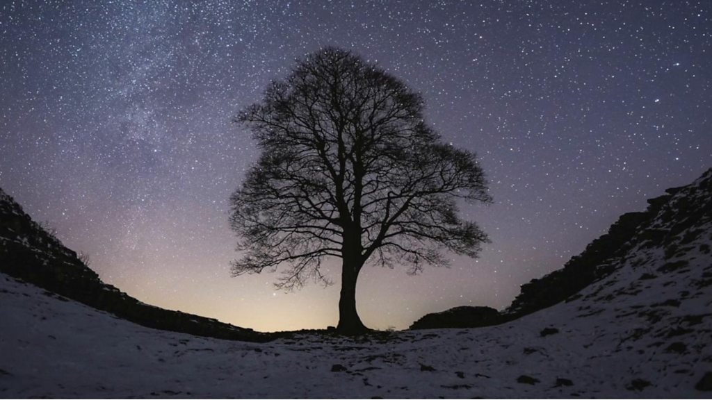 The tree at Sycamore Gap at night