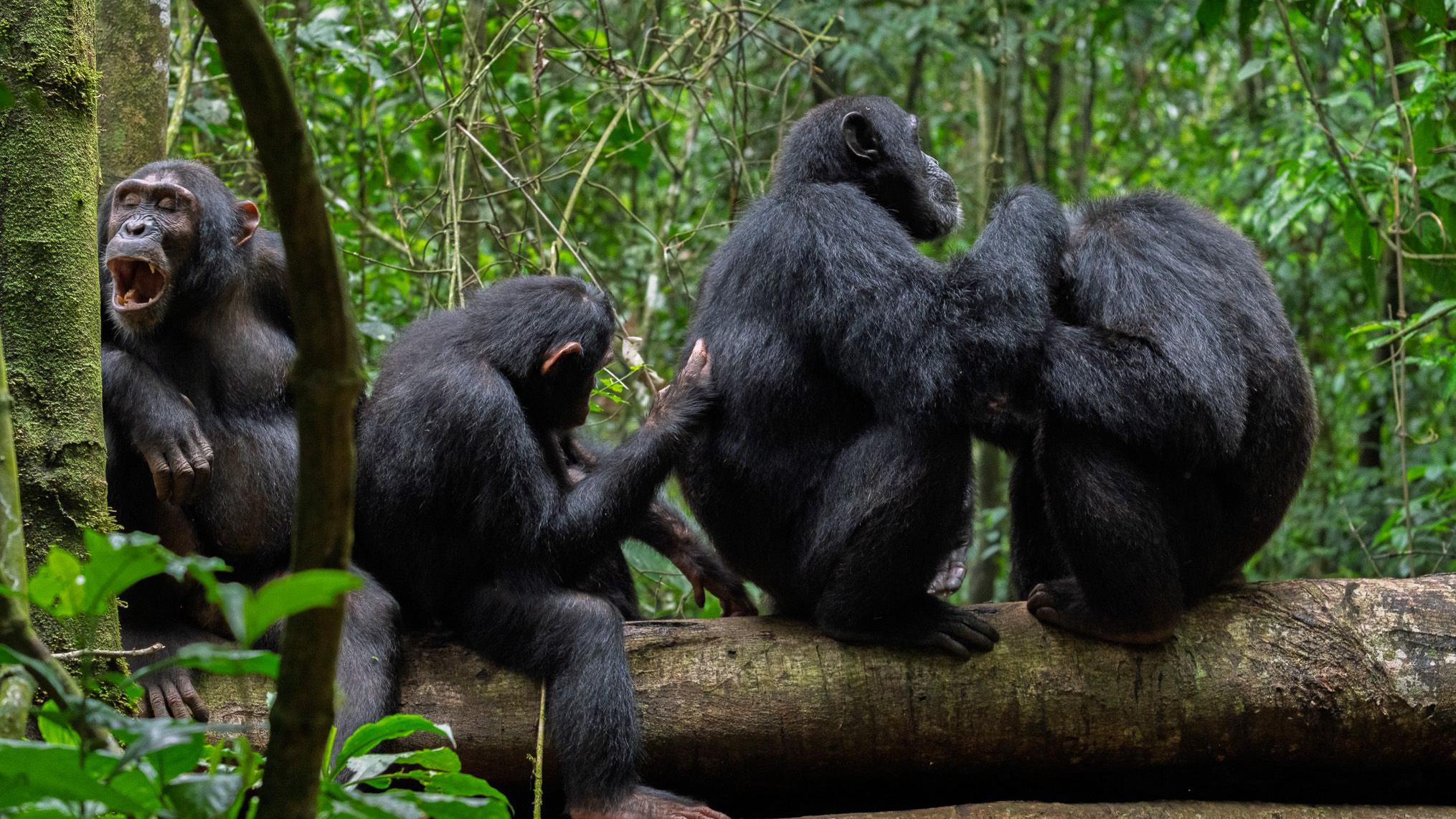 Wild chimpanzees filmed using forest 'first aid'