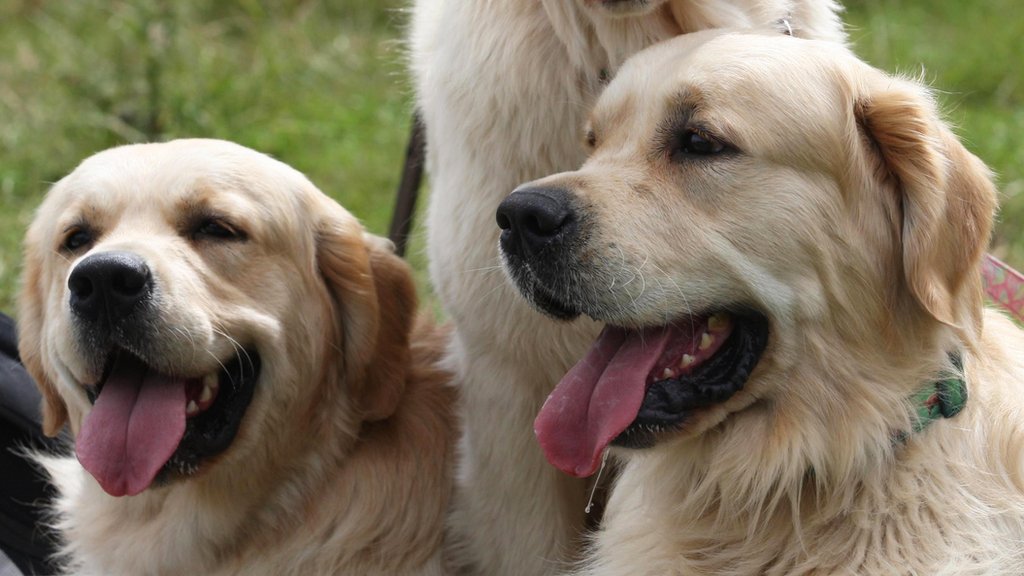 guisachan house golden retrievers