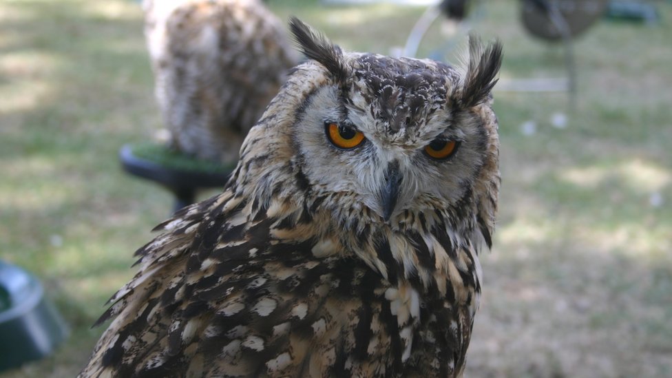 Owls are silent when they sneak up on their prey - CBBC Newsround