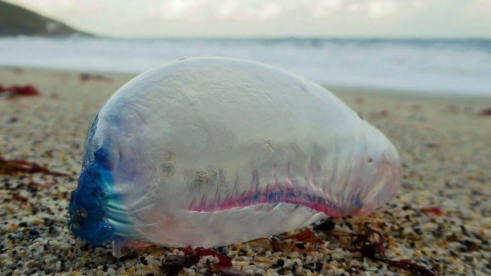 portuguese-man-of-war-the-things-you-wanted-to-know-bbc-news