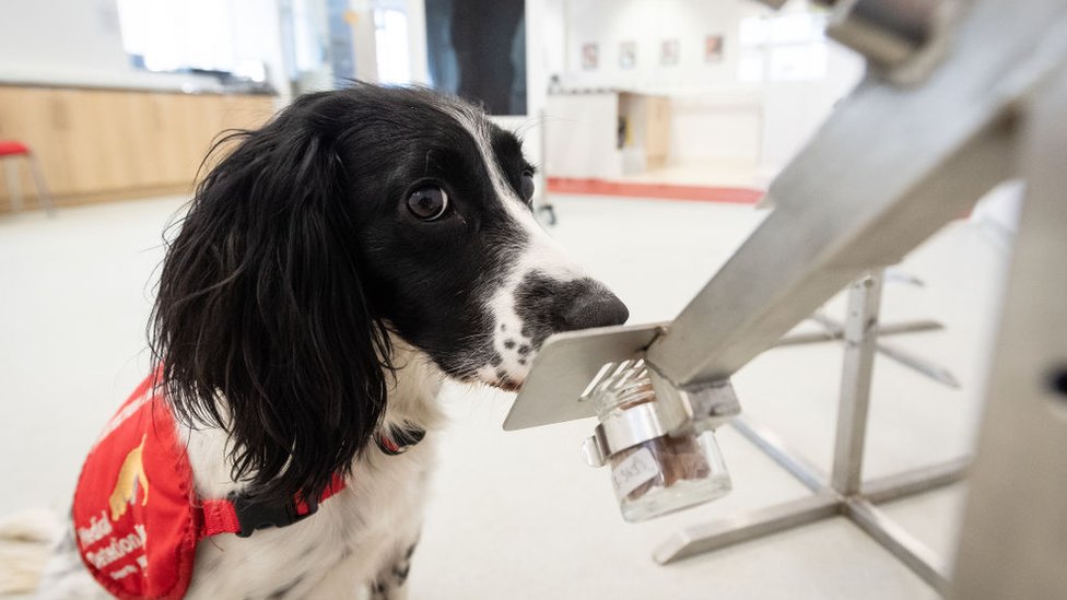 Köpekler koronavirüsün tespit edilmesinde kullanılabilir mi?