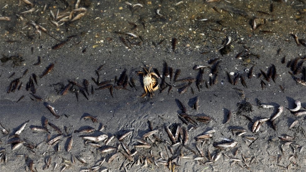 Peces muertos en la costa del Mar Menor en Murcia.