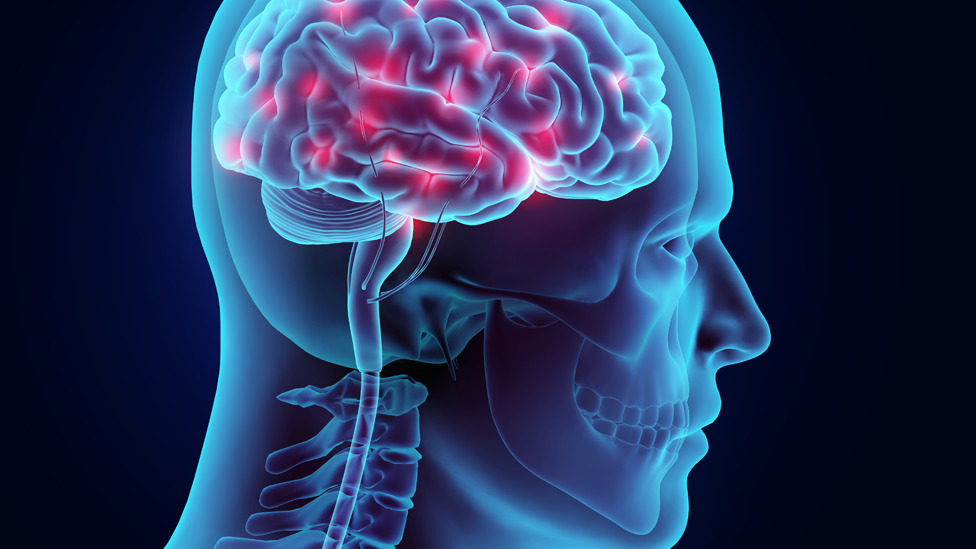 Ilustración de un cerebro y médula humanos