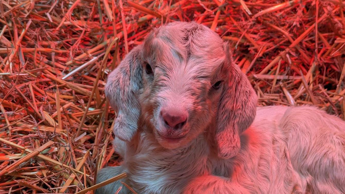 Kent sanctuary rescues baby goats found dumped in bin