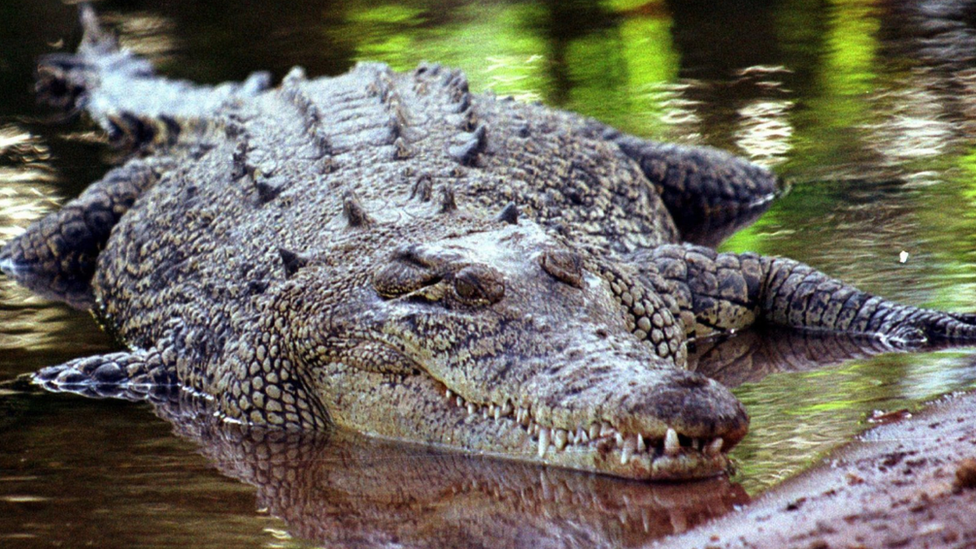 Australian Man Survives Crocodile Attack By Biting The Reptile On Its Eyelid