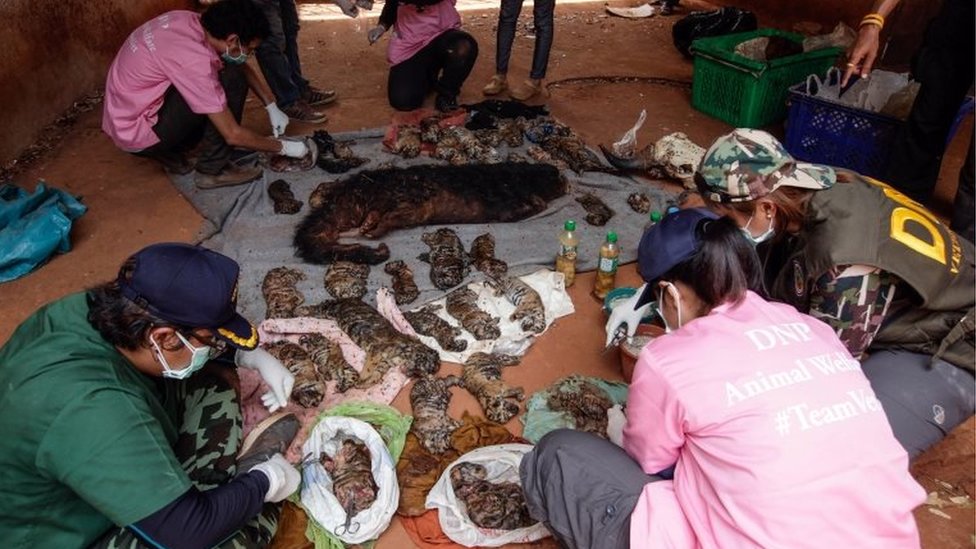 Офицеры тайского DNP собирают образцы для тестирования ДНК из трупов 40 тигрят, незадекларированных в Храме тигров Ват Пха Луанг Та Буа 1 июня 2016 года в провинции Канчанабури, Таиланд.