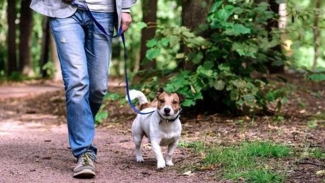 dog walker