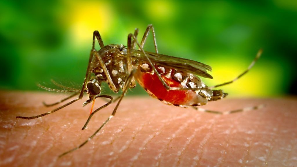 Роль комарів у природі