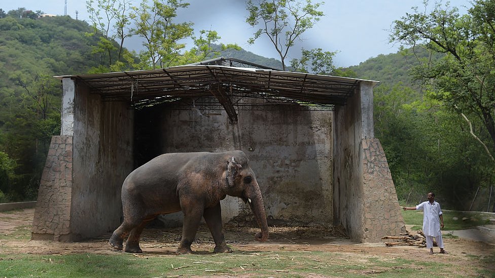 Kaavan con su cuidador en el refugio del zoológico de Marghazar en junio de 2016.