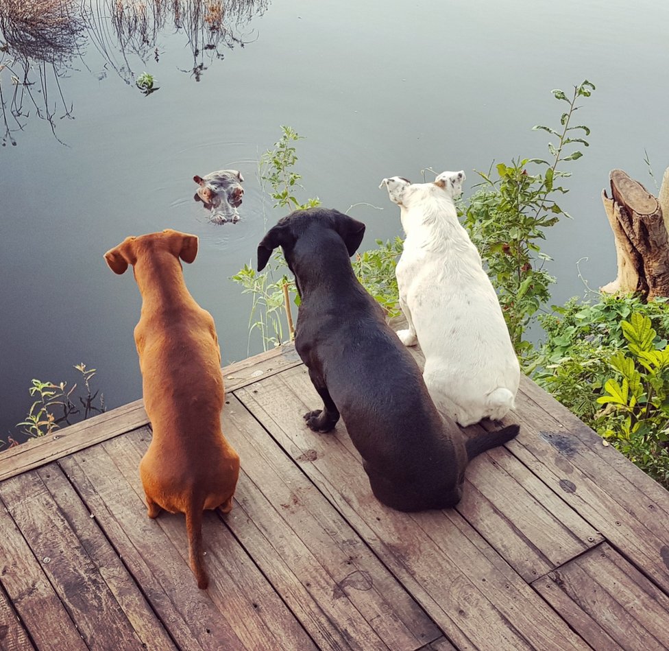 Tres perros miran a un hipopótamo.