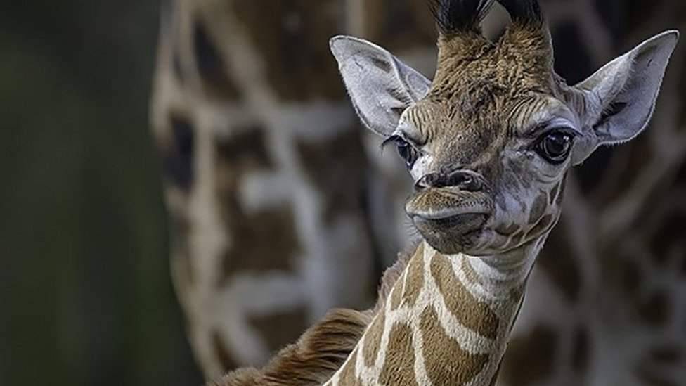 Chester Zoo: Rare giraffe calf kicks up heels in first outing