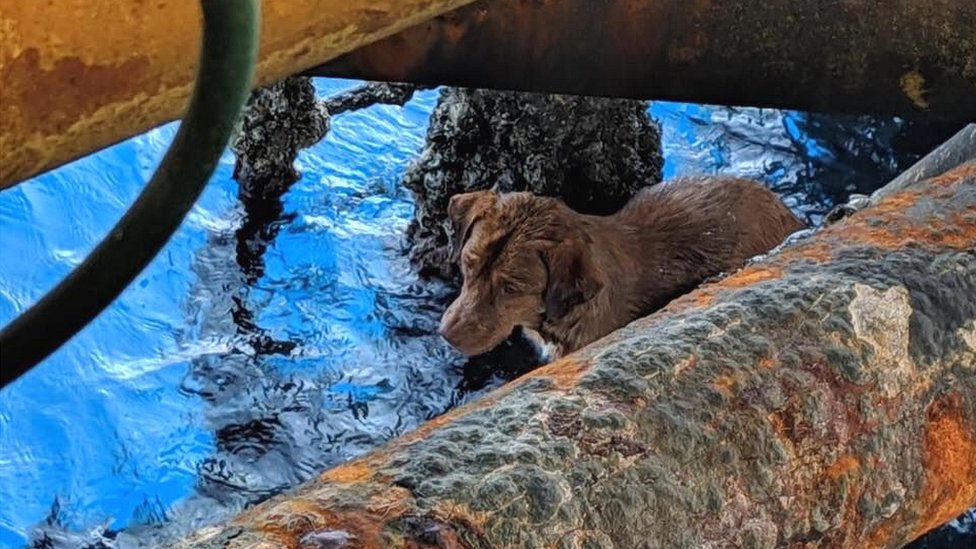 pas u vodi na Tajlandu 2019.
