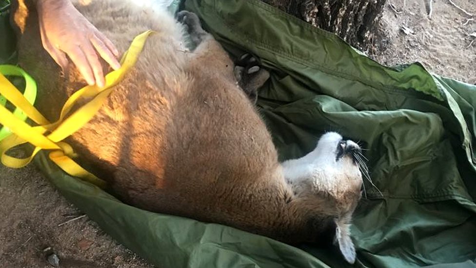 The mountain lion was released back into the wild after it regained consciousness