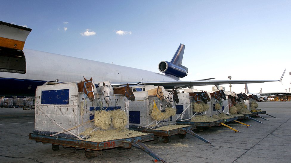 Horses being loaded onto a plane