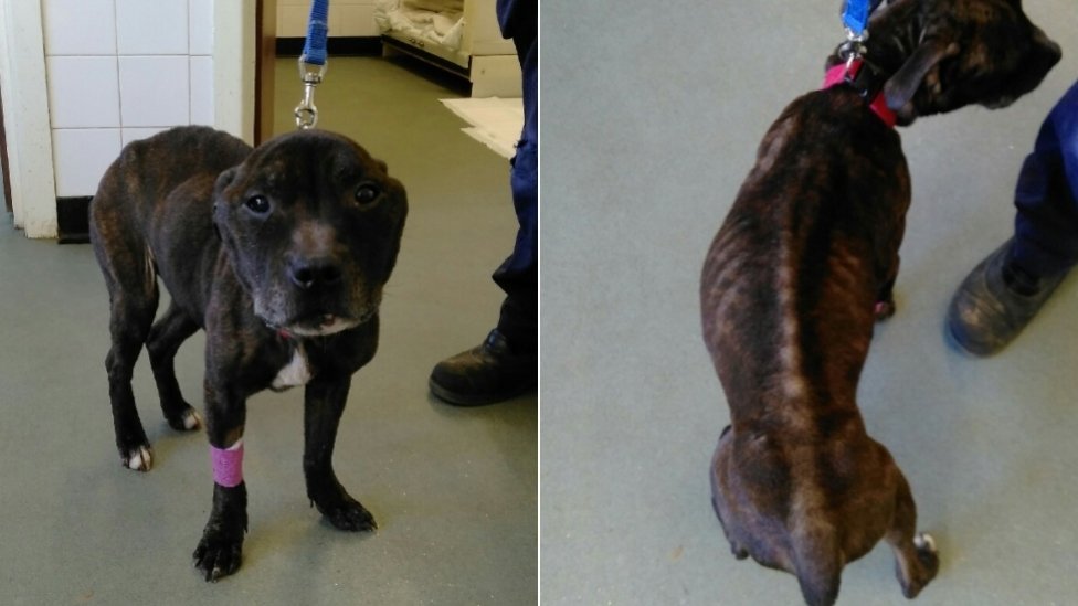 Emaciated Dog Died From Malnourishment In Bodmin Bbc News