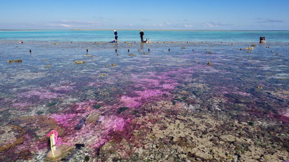 Коралловый риф на глубине нескольких сантиметров. Пурпурный шлейф воды пробивается через центр изображения. На среднем расстоянии стоят два исследователя.