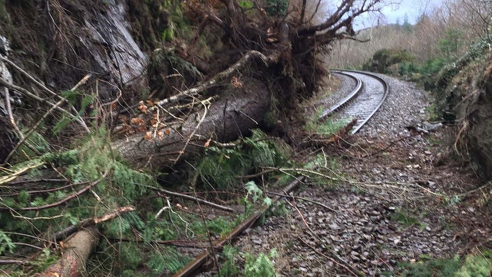 Упавшее дерево на железнодорожной ветке Blaenau Ffestiniog