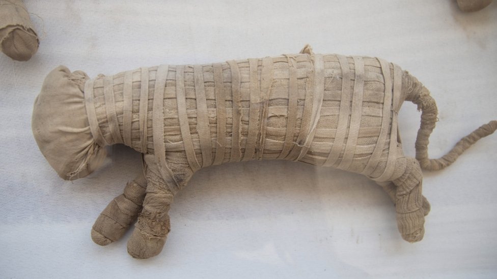 Мумифицированный кот показан после раскопок в Саккаре, к югу от Каира, Египет