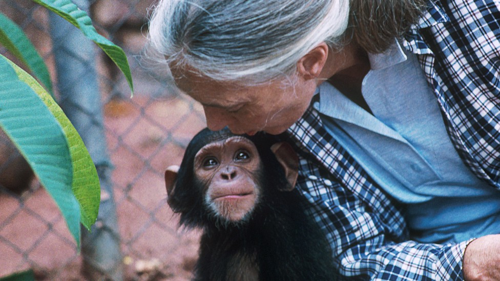 Jane Goodall con un chimpancé bebé que la mira a los ojos