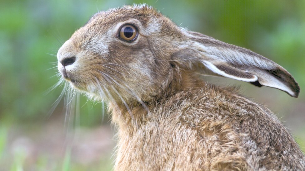 Mystery over dead hares in Suffolk and Norfolk - BBC News