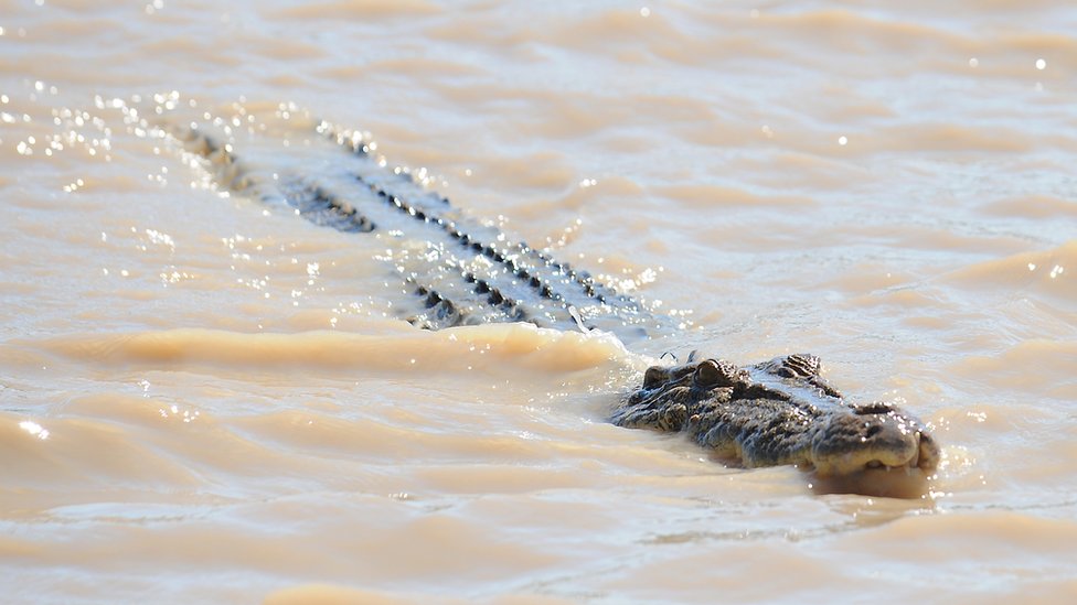 Australia floods: Teenager bitten by crocodile as army sent to help remote areas