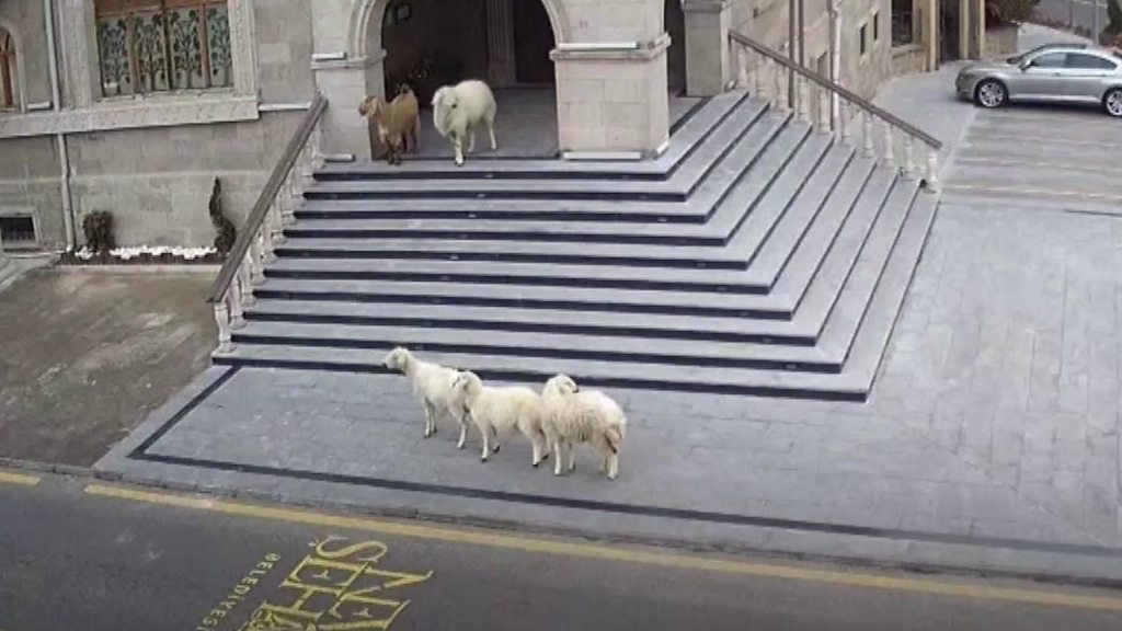 CCTV shows the moment farm animals visited a town hall