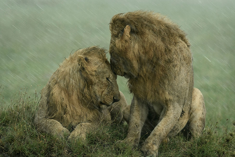 Dva lava se maze na kiši u nacionalnom parku Masai Mara u Keniji