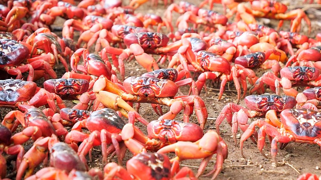 Red crabs swarm across roads and bridges in Australia