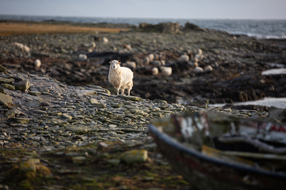 Овцы на береговой полосе Северного Роналдсея